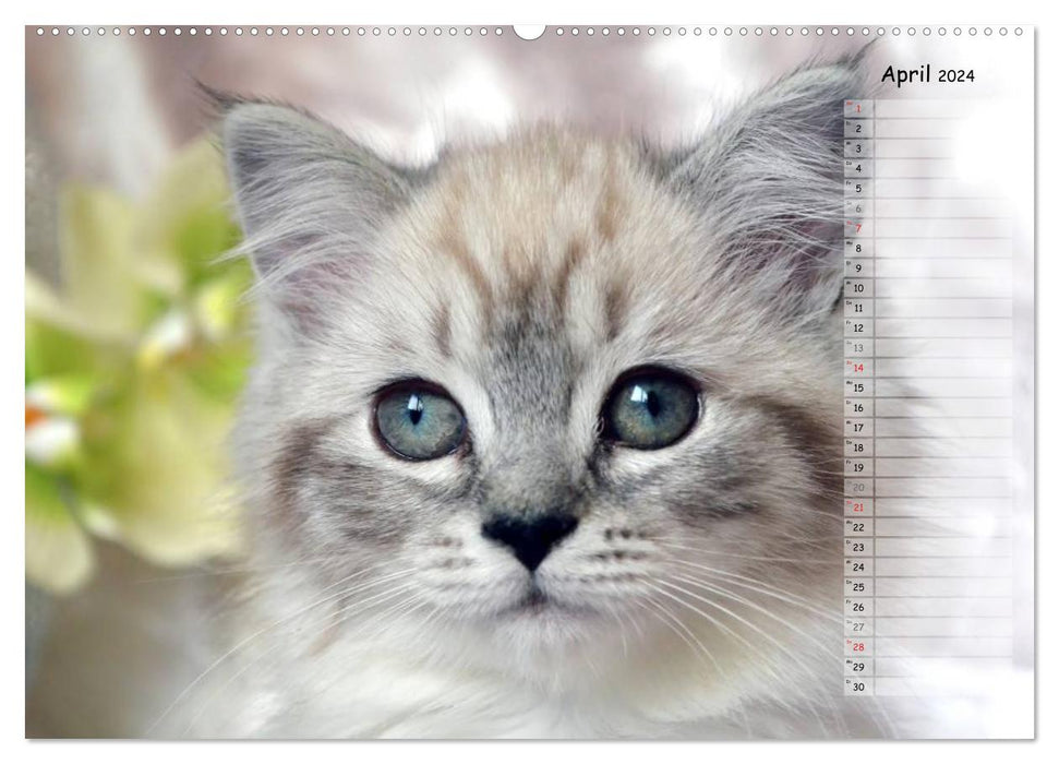 Katzen im Porträt / Geburtstagskalender (CALVENDO Premium Wandkalender 2024)