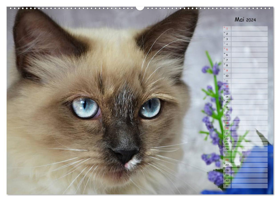 Cats in portrait / birthday calendar (CALVENDO Premium Wall Calendar 2024) 