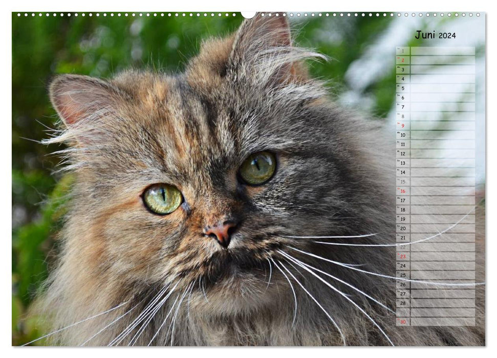 Cats in portrait / birthday calendar (CALVENDO Premium Wall Calendar 2024) 