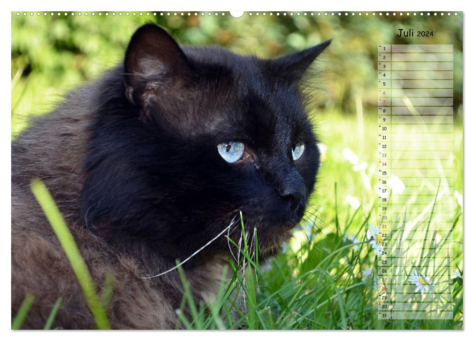 Cats in portrait / birthday calendar (CALVENDO Premium Wall Calendar 2024) 