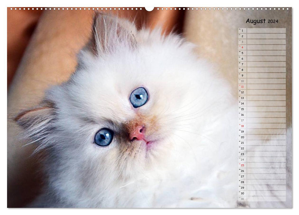 Katzen im Porträt / Geburtstagskalender (CALVENDO Premium Wandkalender 2024)