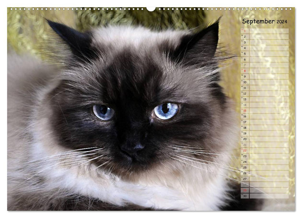 Cats in portrait / birthday calendar (CALVENDO Premium Wall Calendar 2024) 