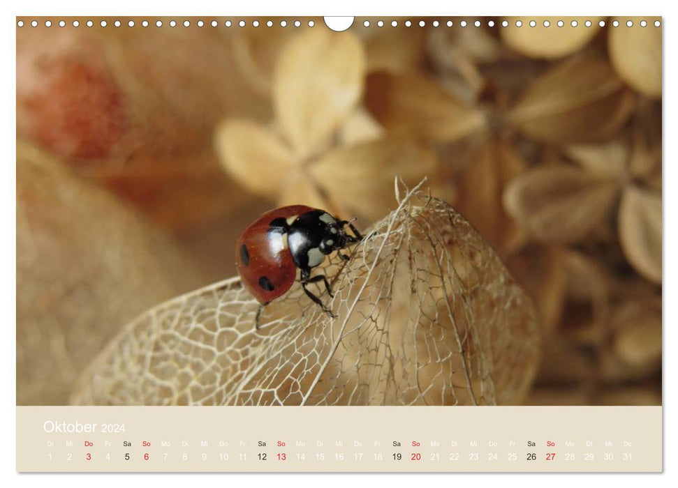 Kleine Glückskäfer (CALVENDO Wandkalender 2024)