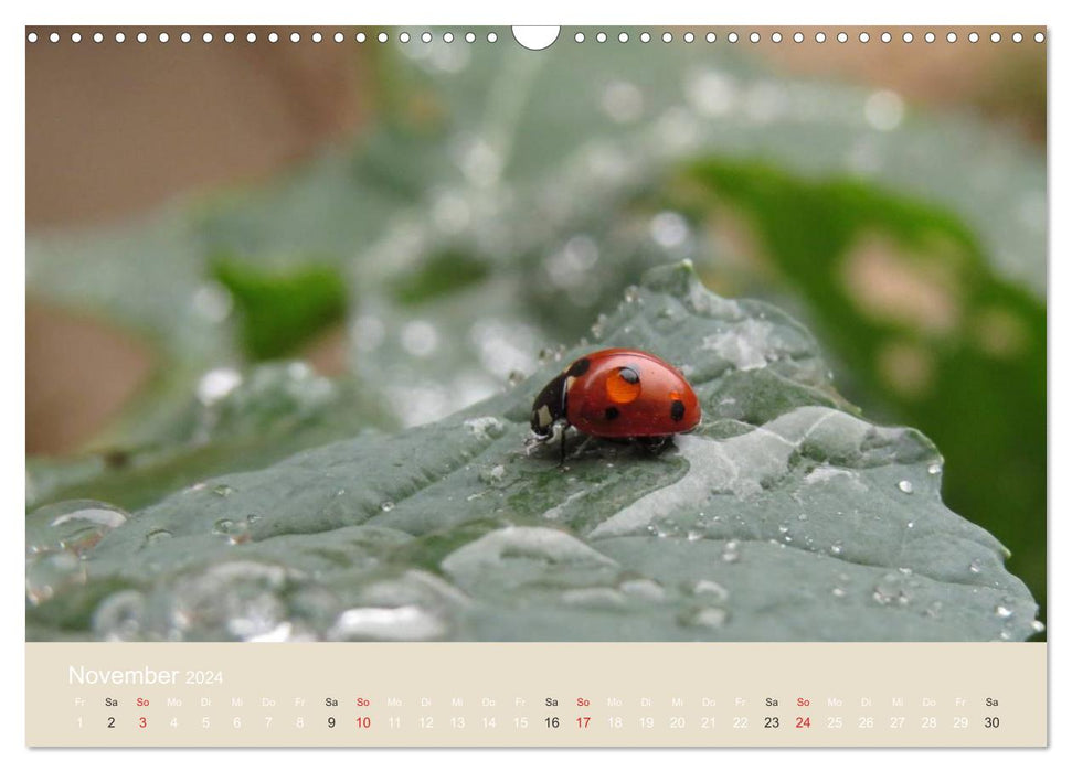 Little lucky beetles (CALVENDO wall calendar 2024) 