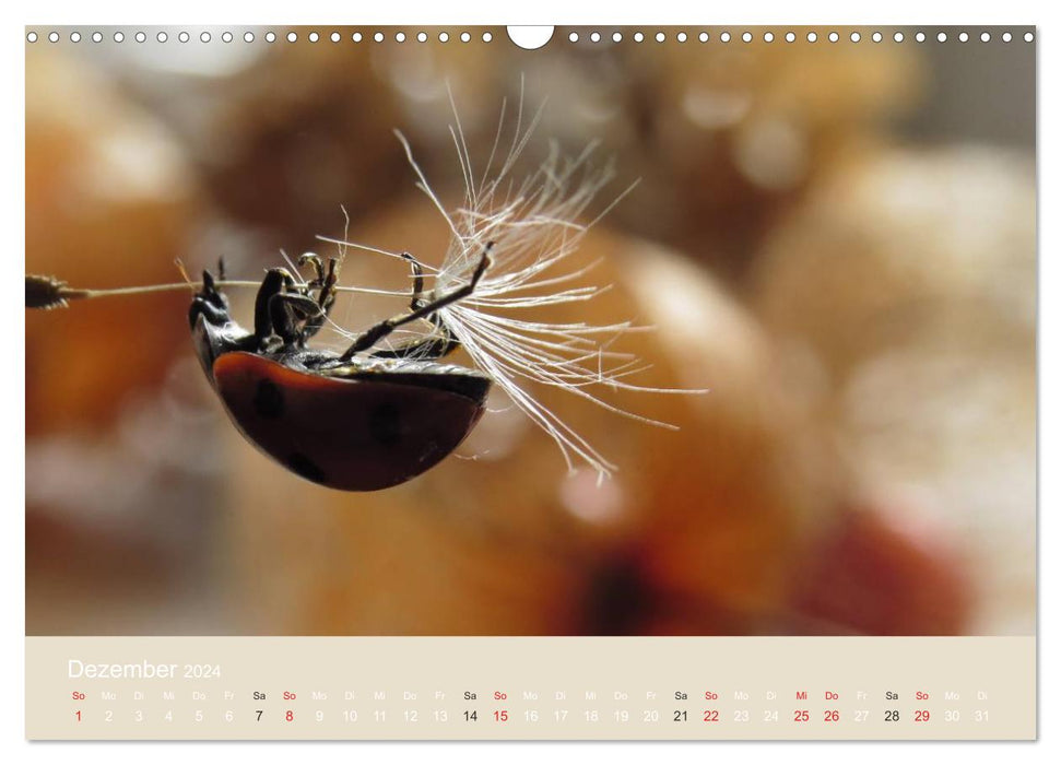 Little lucky beetles (CALVENDO wall calendar 2024) 