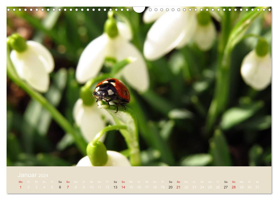 Little lucky beetles (CALVENDO wall calendar 2024) 