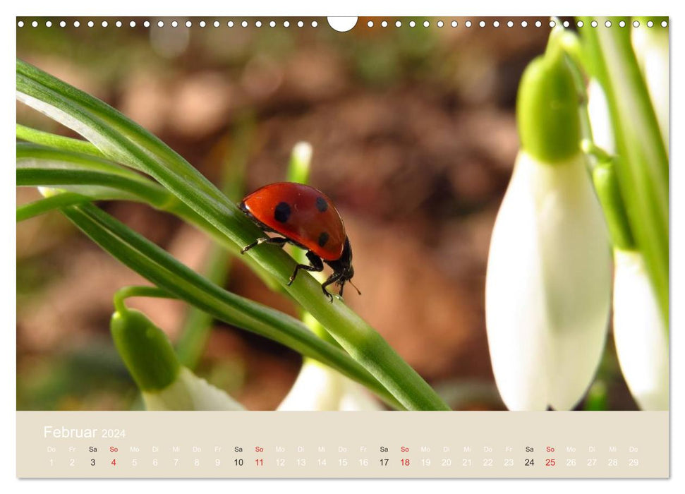 Little lucky beetles (CALVENDO wall calendar 2024) 