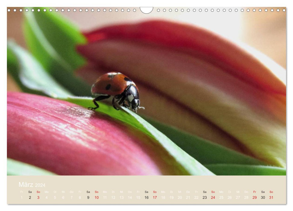 Little lucky beetles (CALVENDO wall calendar 2024) 