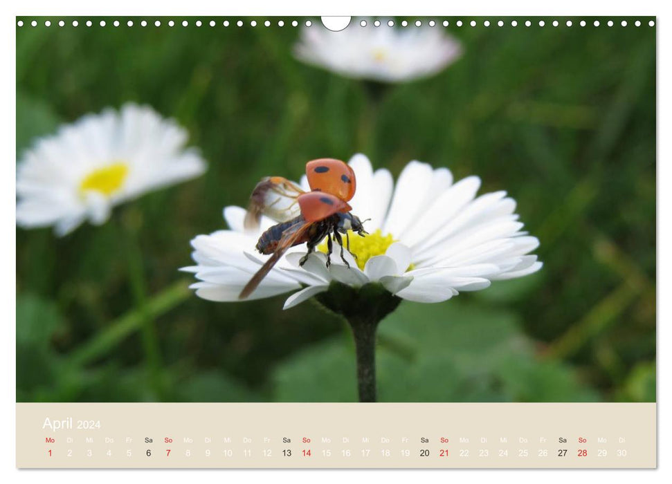 Little lucky beetles (CALVENDO wall calendar 2024) 