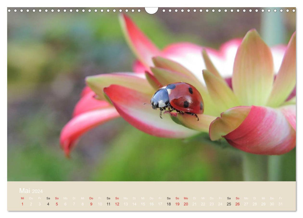 Little lucky beetles (CALVENDO wall calendar 2024) 