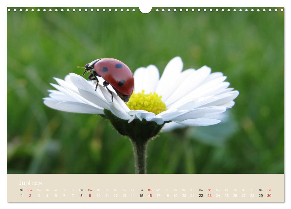 Little lucky beetles (CALVENDO wall calendar 2024) 