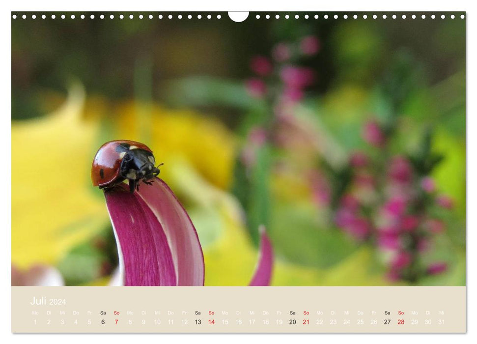 Little lucky beetles (CALVENDO wall calendar 2024) 