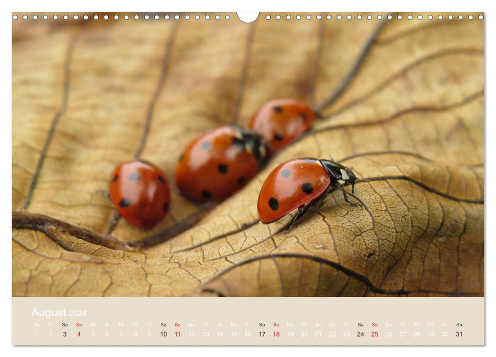 Little lucky beetles (CALVENDO wall calendar 2024) 