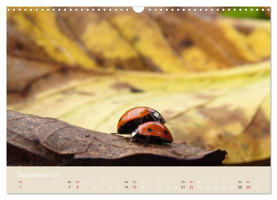 Little lucky beetles (CALVENDO wall calendar 2024) 