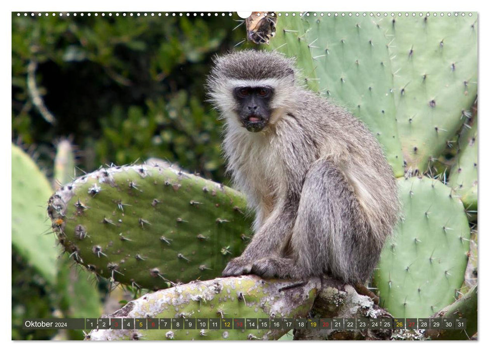 Monkeys in Africa (CALVENDO Premium Wall Calendar 2024) 