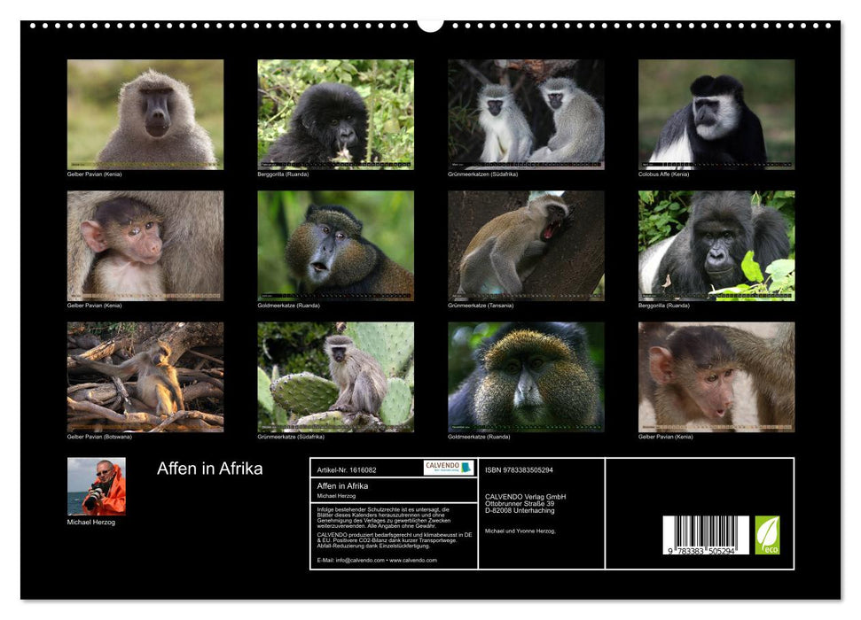 Monkeys in Africa (CALVENDO Premium Wall Calendar 2024) 