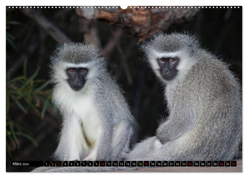 Monkeys in Africa (CALVENDO Premium Wall Calendar 2024) 