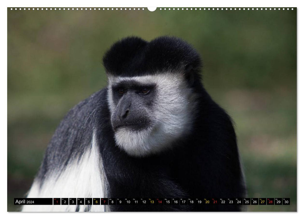 Monkeys in Africa (CALVENDO Premium Wall Calendar 2024) 