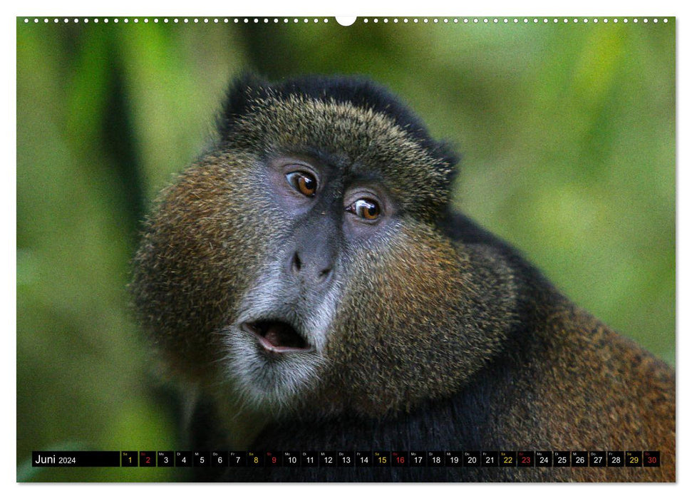 Affen in Afrika (CALVENDO Premium Wandkalender 2024)