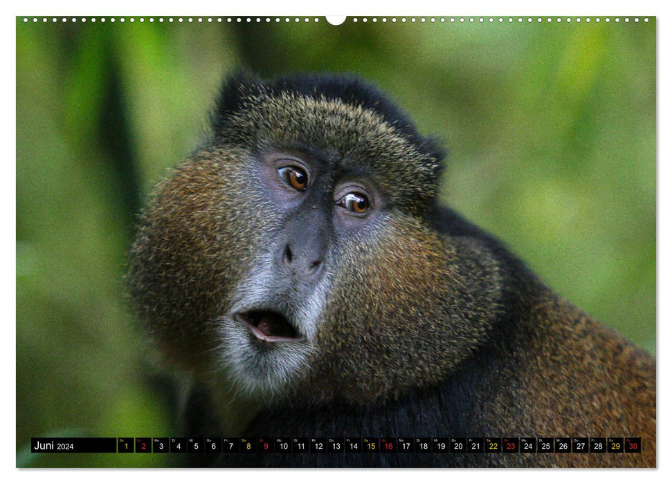 Monkeys in Africa (CALVENDO Premium Wall Calendar 2024) 