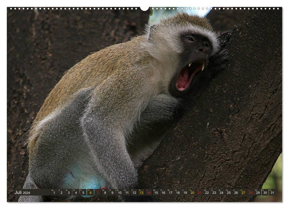 Monkeys in Africa (CALVENDO Premium Wall Calendar 2024) 