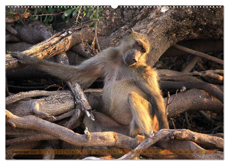 Monkeys in Africa (CALVENDO Premium Wall Calendar 2024) 