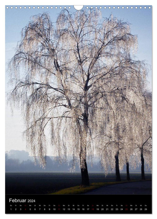Bäume - Stimmungsvoll durchs Jahr (CALVENDO Wandkalender 2024)