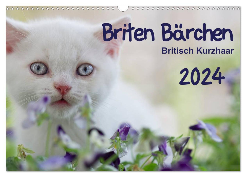 Brit Bear – Britsch Shorthair 2024 (CALVENDO Wall Calendar 2024) 