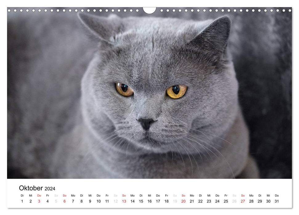 Brit Bear – Britsch Shorthair 2024 (CALVENDO Wall Calendar 2024) 