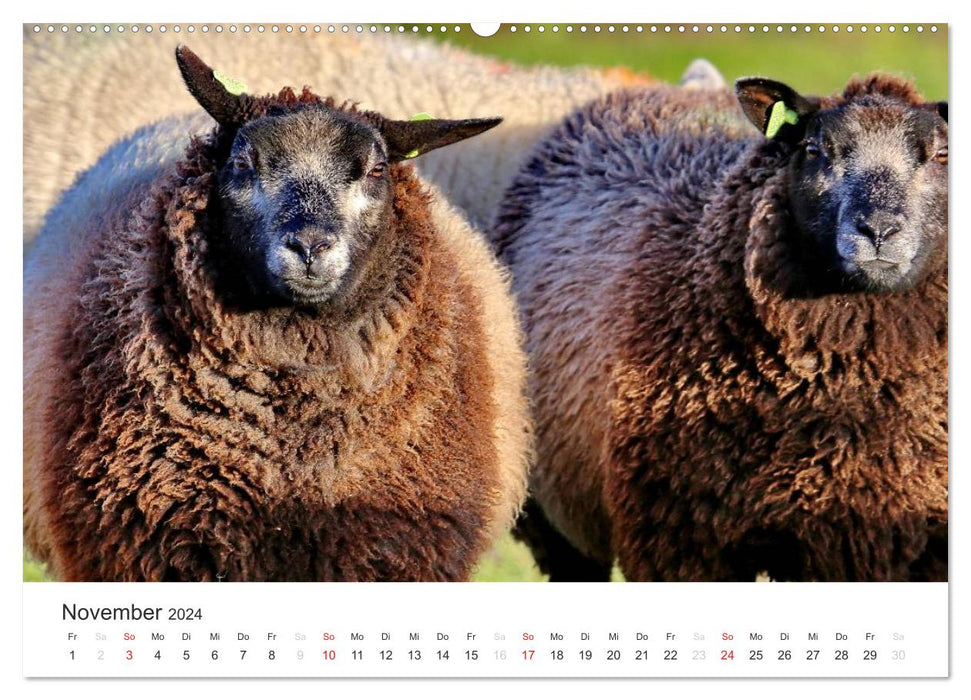 Texel – Eine Insel die verzaubert (CALVENDO Wandkalender 2024)