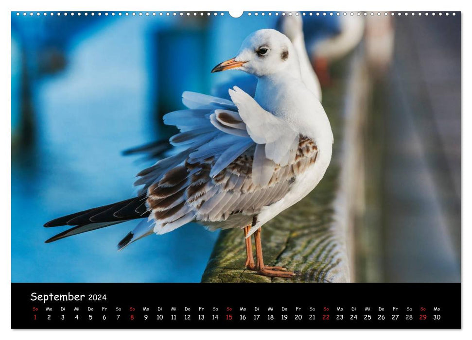 Insel Usedom (CALVENDO Wandkalender 2024)