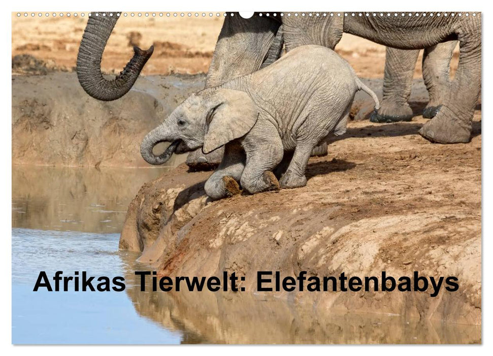 La faune africaine : bébés éléphants (calendrier mural CALVENDO 2024) 
