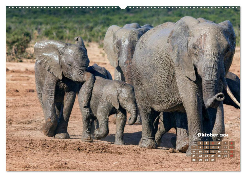 La faune africaine : bébés éléphants (calendrier mural CALVENDO 2024) 