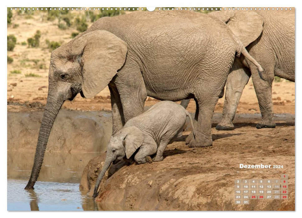 La faune africaine : bébés éléphants (calendrier mural CALVENDO 2024) 