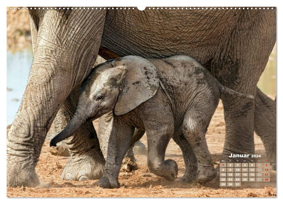 La faune africaine : bébés éléphants (calendrier mural CALVENDO 2024) 