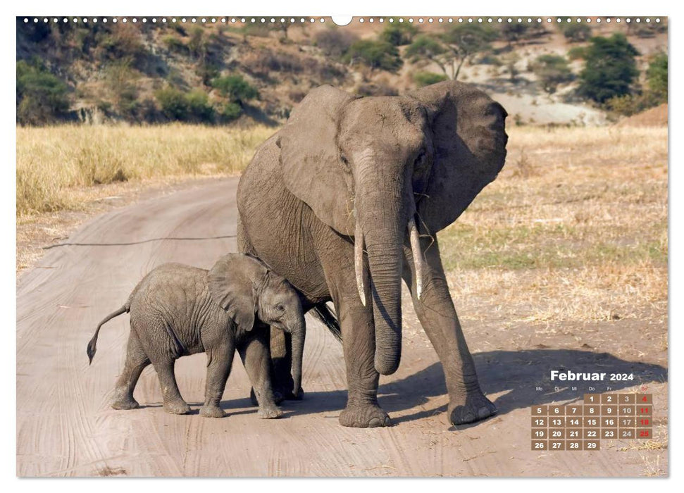 La faune africaine : bébés éléphants (calendrier mural CALVENDO 2024) 