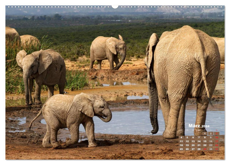 La faune africaine : bébés éléphants (calendrier mural CALVENDO 2024) 