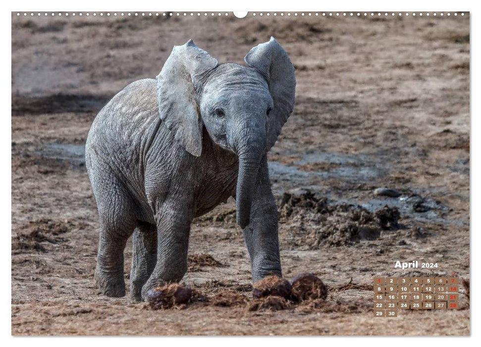 La faune africaine : bébés éléphants (calendrier mural CALVENDO 2024) 