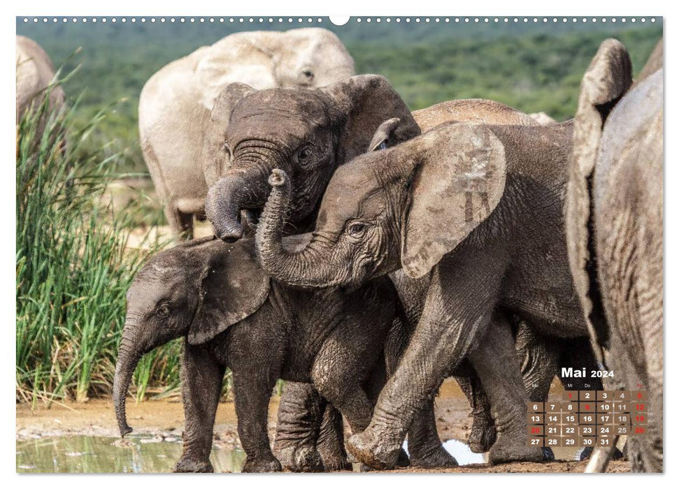 Africa's wildlife: baby elephants (CALVENDO wall calendar 2024) 
