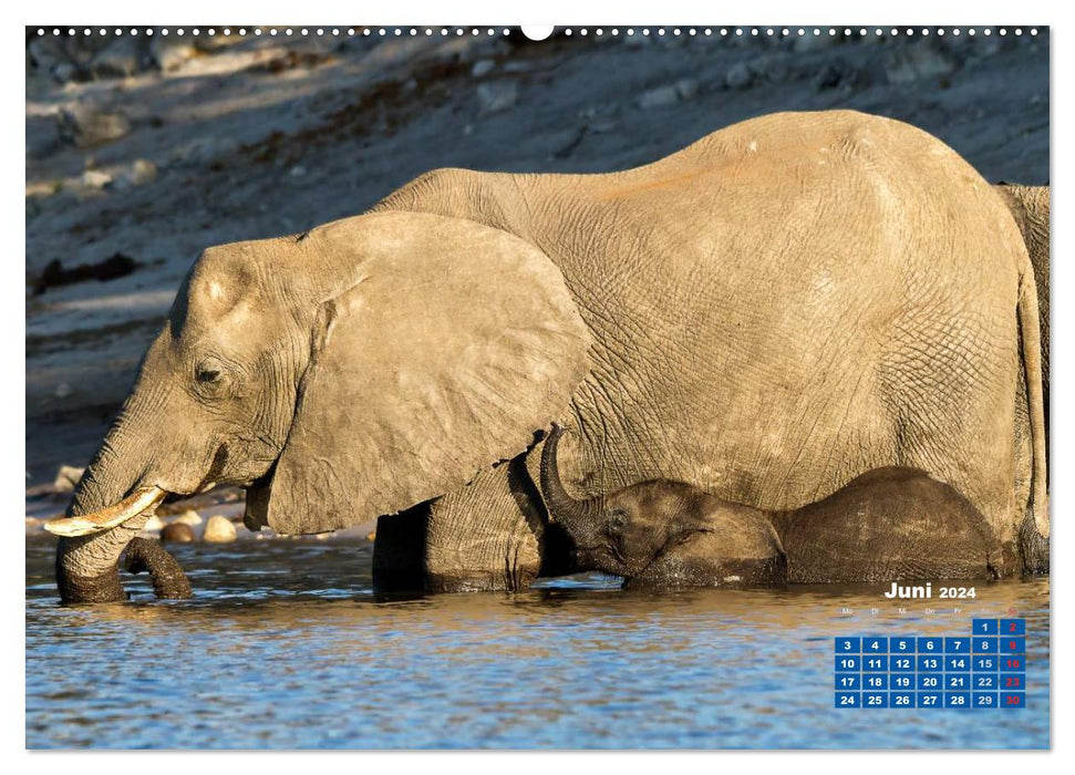 La faune africaine : bébés éléphants (calendrier mural CALVENDO 2024) 