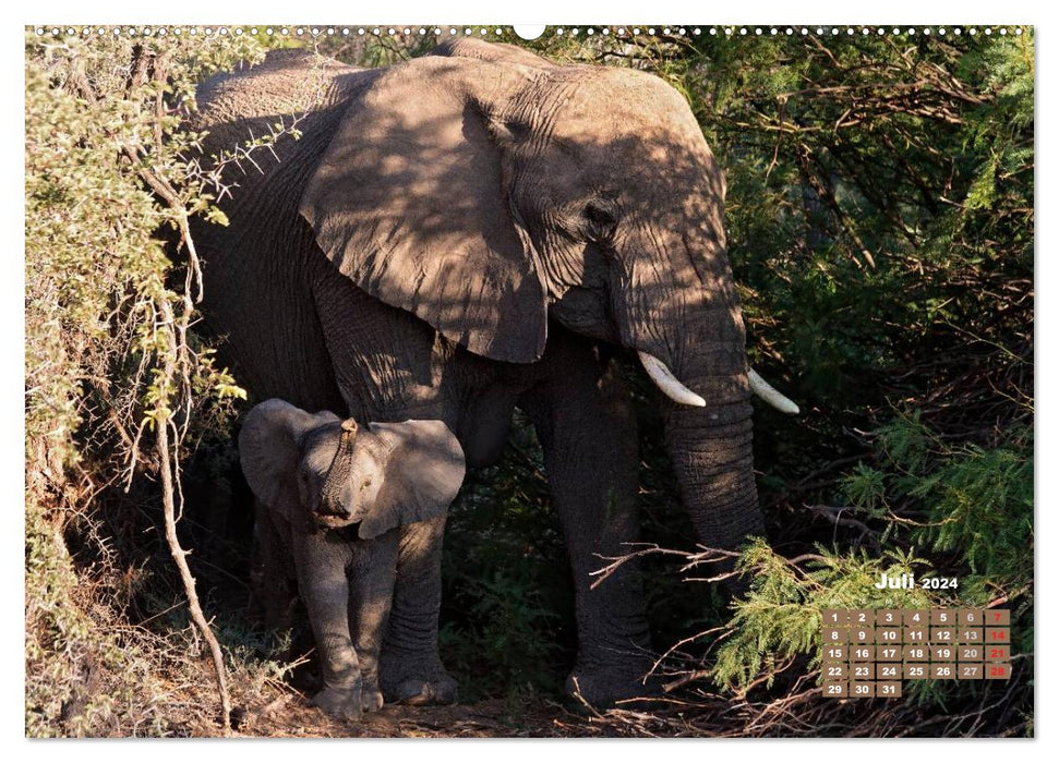 La faune africaine : bébés éléphants (calendrier mural CALVENDO 2024) 