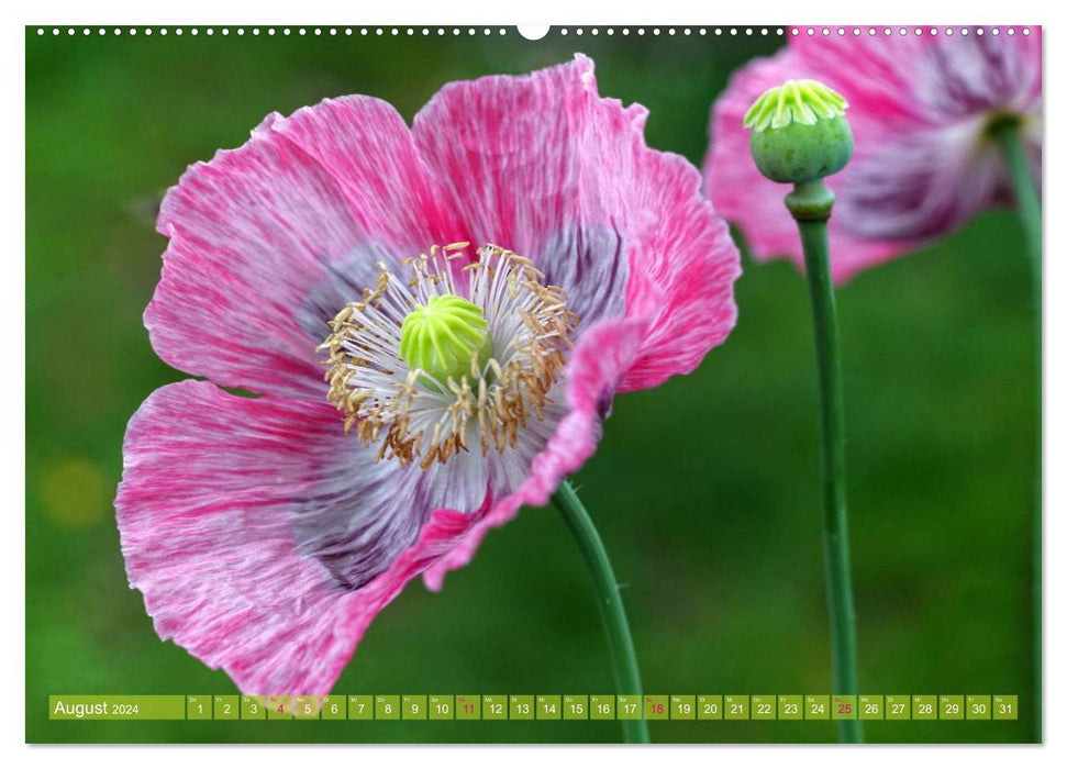 Poppy Days (CALVENDO Premium Wall Calendar 2024) 