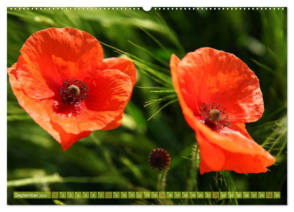 Poppy Days (CALVENDO Premium Wall Calendar 2024) 