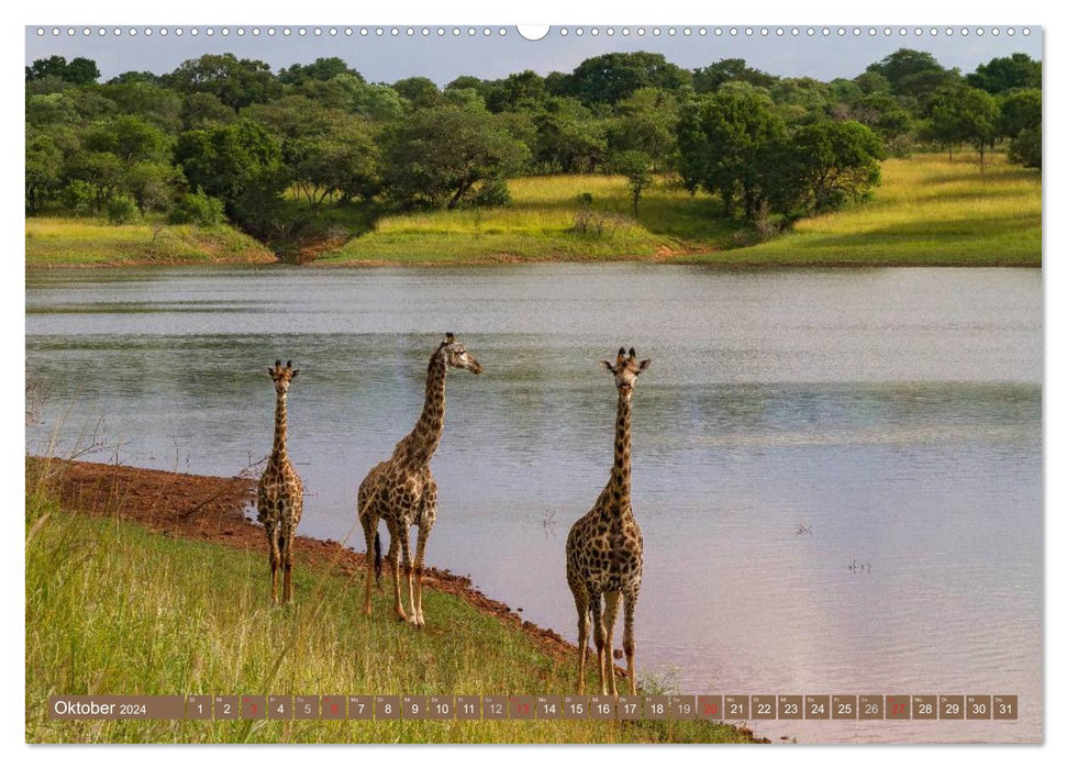 La faune africaine : les girafes (Calendrier mural CALVENDO 2024) 