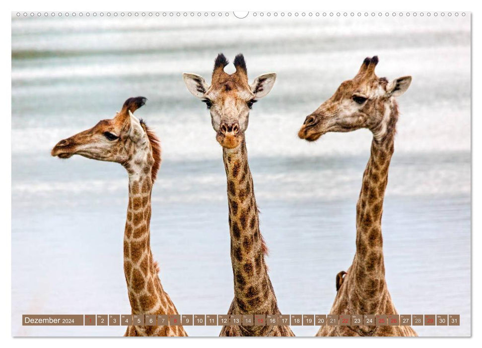 La faune africaine : les girafes (Calendrier mural CALVENDO 2024) 