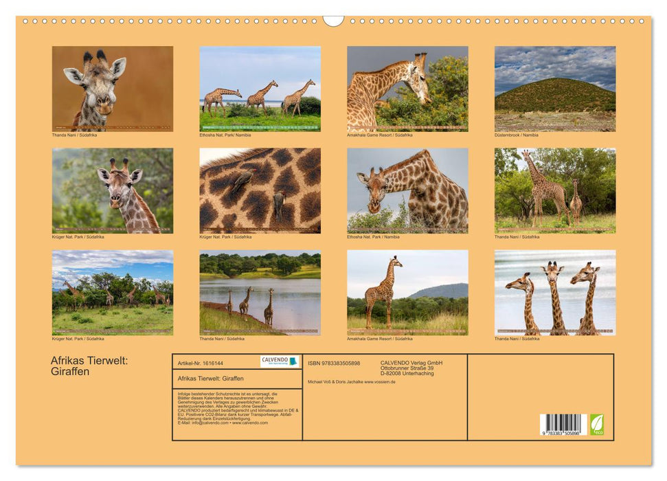 La faune africaine : les girafes (Calendrier mural CALVENDO 2024) 