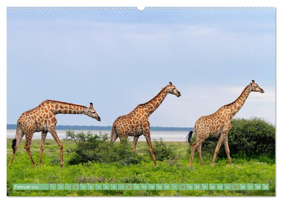 La faune africaine : les girafes (Calendrier mural CALVENDO 2024) 