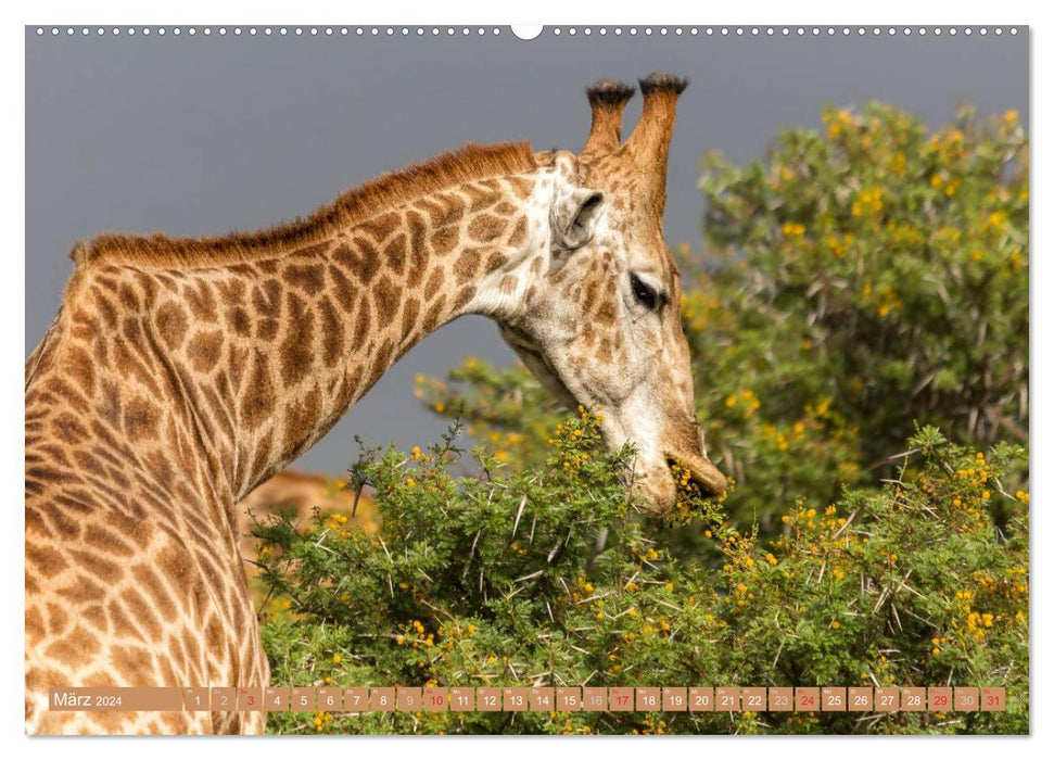 Afrikas Tierwelt: Giraffen (CALVENDO Wandkalender 2024)