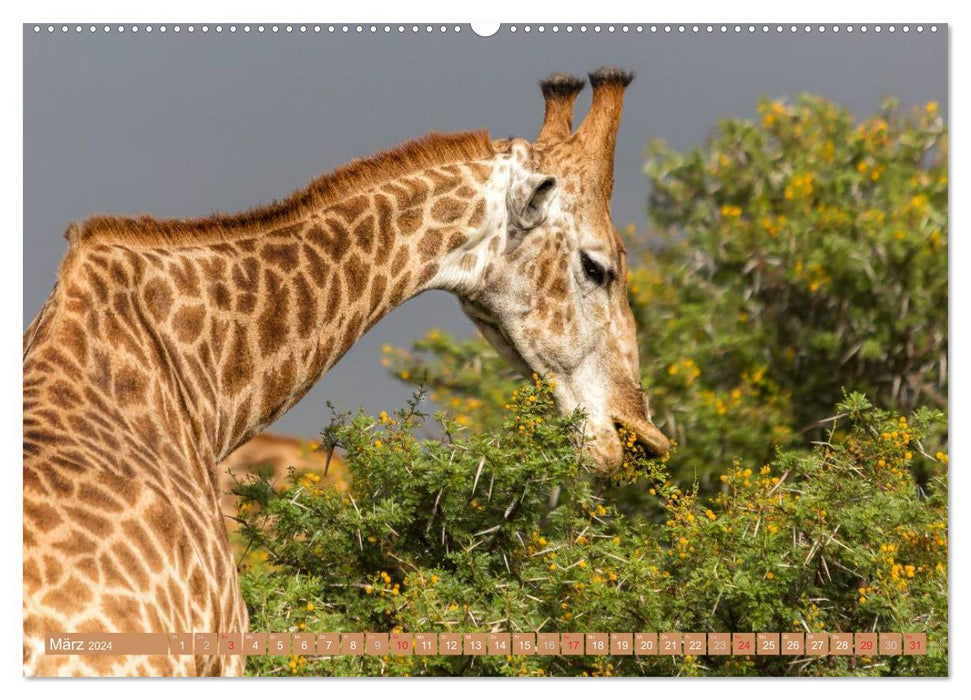 La faune africaine : les girafes (Calendrier mural CALVENDO 2024) 