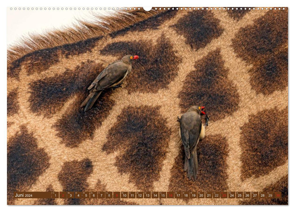 Afrikas Tierwelt: Giraffen (CALVENDO Wandkalender 2024)